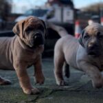 Dakota X Clay Puppies 2022