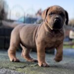 Dakota X Clay Puppies 2022