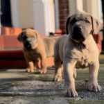 Dakota X Clay Puppies 2022