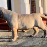 Dakota X Clay Puppies 2022