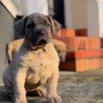 Dakota X Clay Puppies 2022