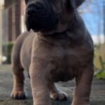 Dakota X Clay Puppies 2022