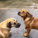 Female Boerboel Pups at Aisha Boerboels HQ - Aisha Riri & Aisha Nova