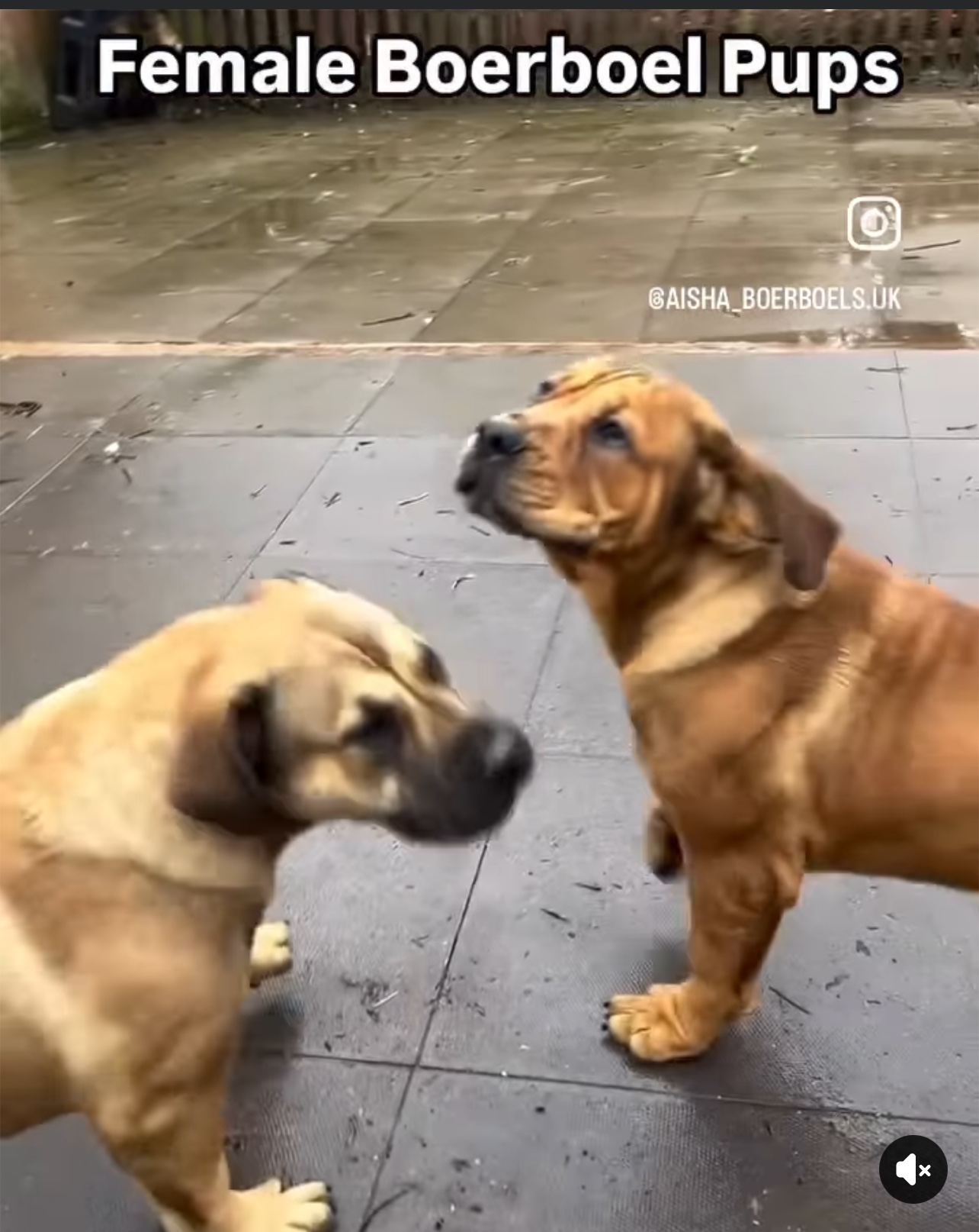 Female Boerboel Pups at Aisha Boerboels HQ