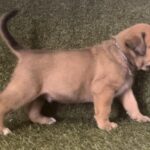 Grey Collar Male Boerboel pup For Sale 4 weeks old | Aisha Boerboels