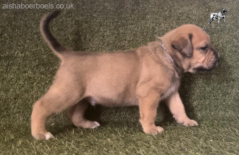 FOR SALE: 4 week old Male Boerboel Pup – Grey Collar