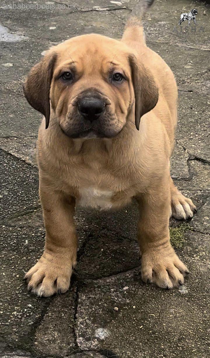 Mr Grey. 8 weeks
