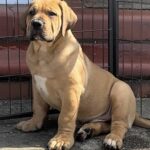 Mr Grey collar male 9 weeks