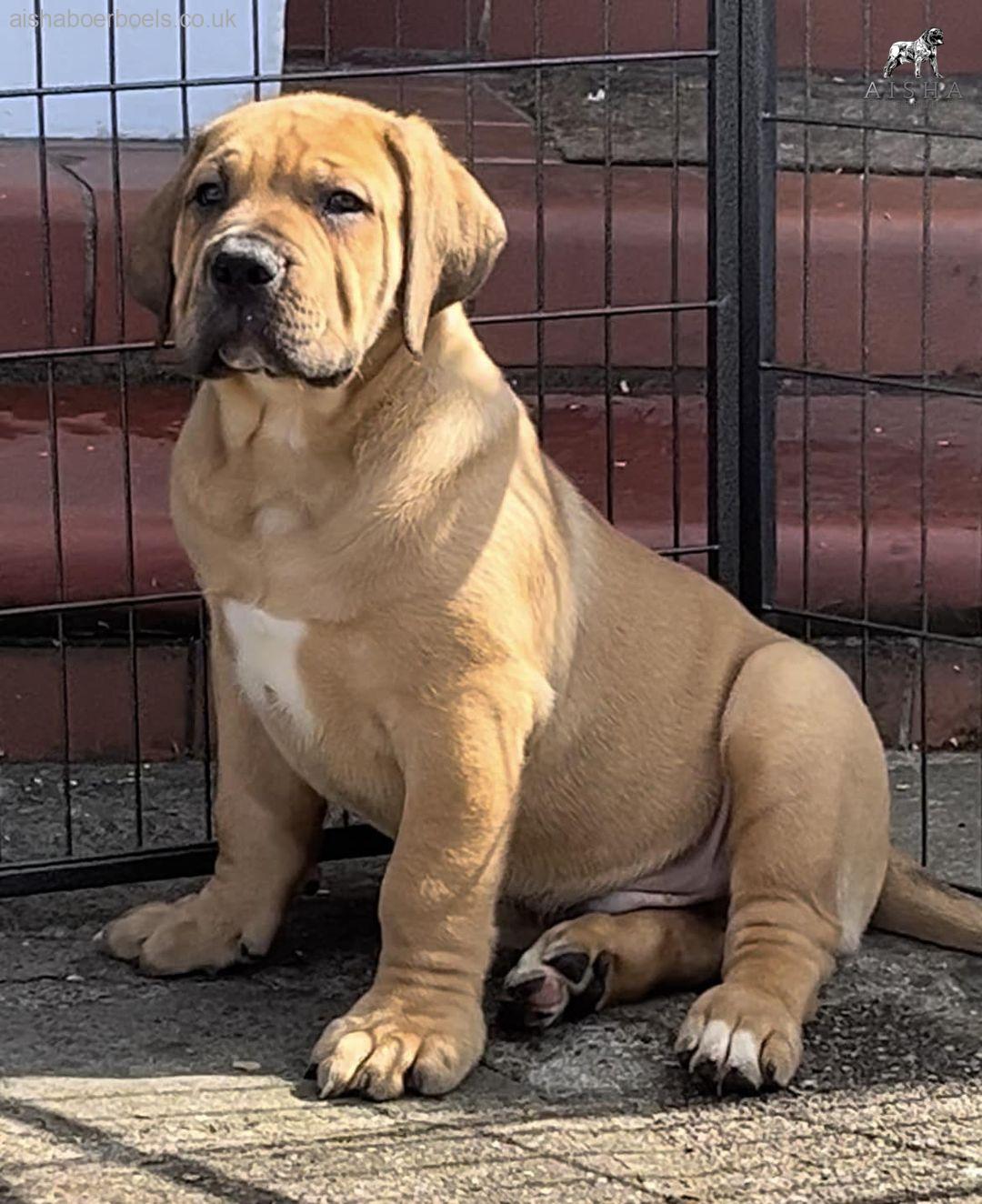 Mr Grey collar male 9 weeks