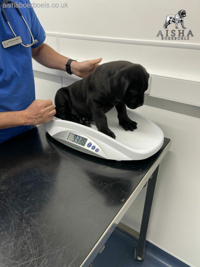 Health Checks and Health Testing - Aisha Big Meech - Aisha Boerboels