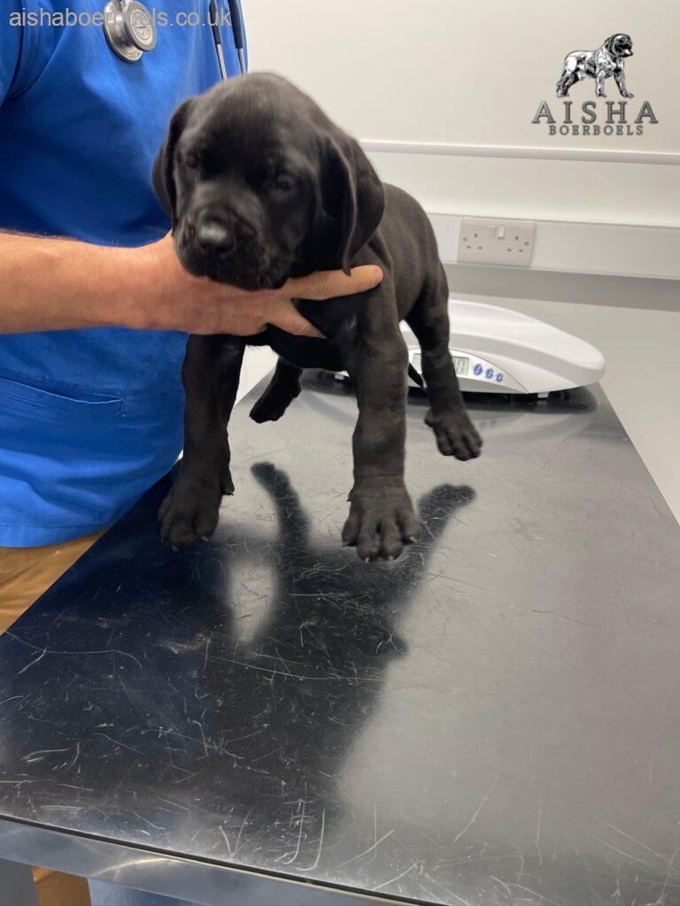 Health Checks and Health Testing - Aisha Big Meech - Aisha Boerboels