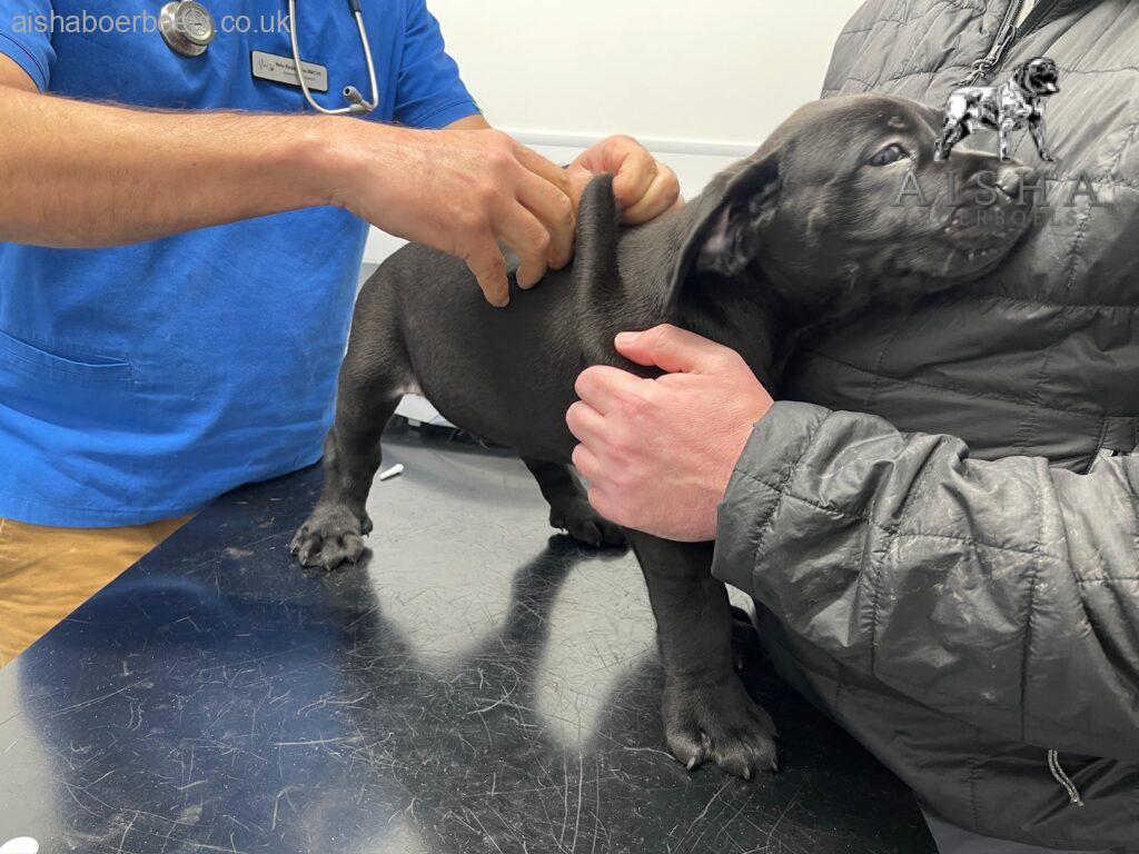 Health Checks and Health Testing - Aisha Big Meech - Aisha Boerboels