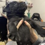 How big does a Boerboel grow?