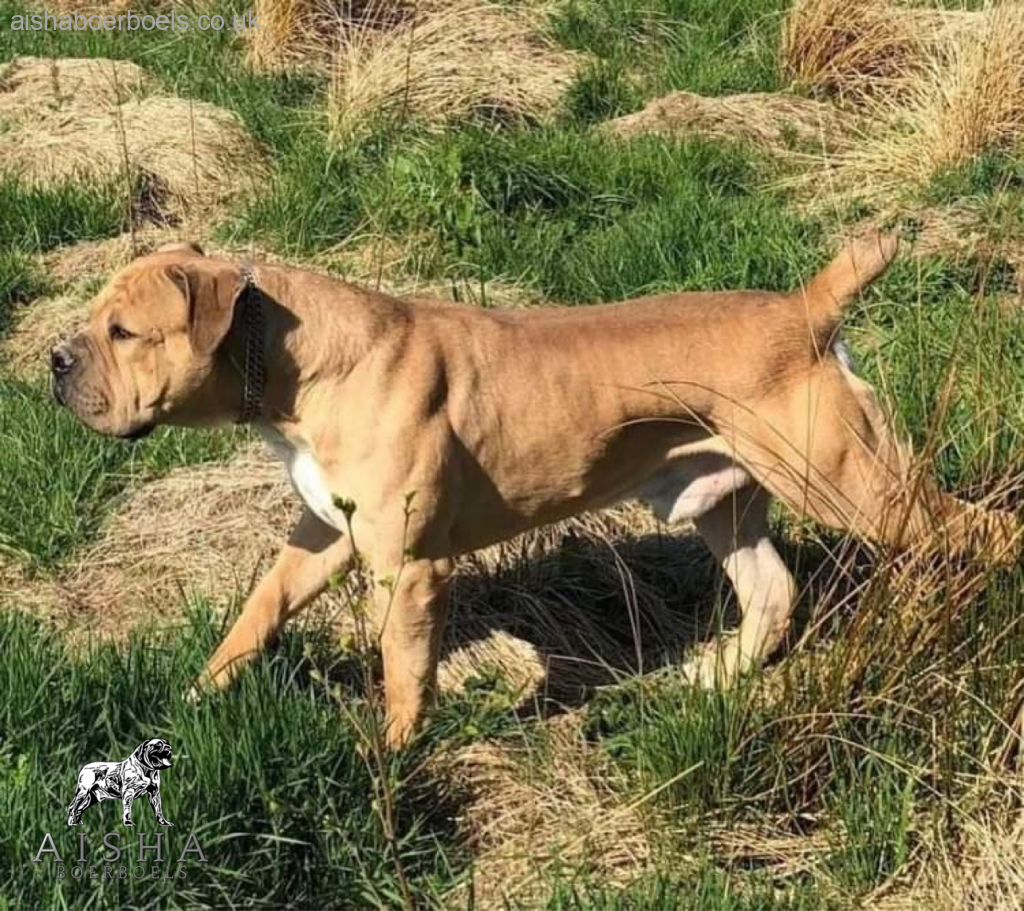Litter Confirmed for Killian Dozer X Aisha Lula - Killian Dozer Killian Dozer