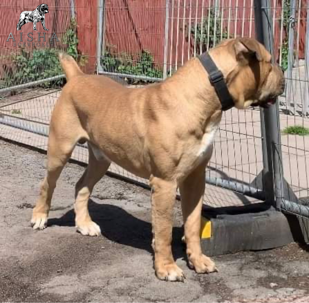 Litter Confirmed for Killian Dozer X Aisha Lula - Killian Dozer Litter Confirmed for Killian Dozer X Aisha Lula -Killian Dozer