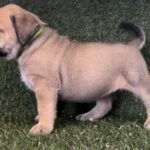 Lime Collar Female Boerboel pup For Sale 4 weeks old | Aisha Boerboels