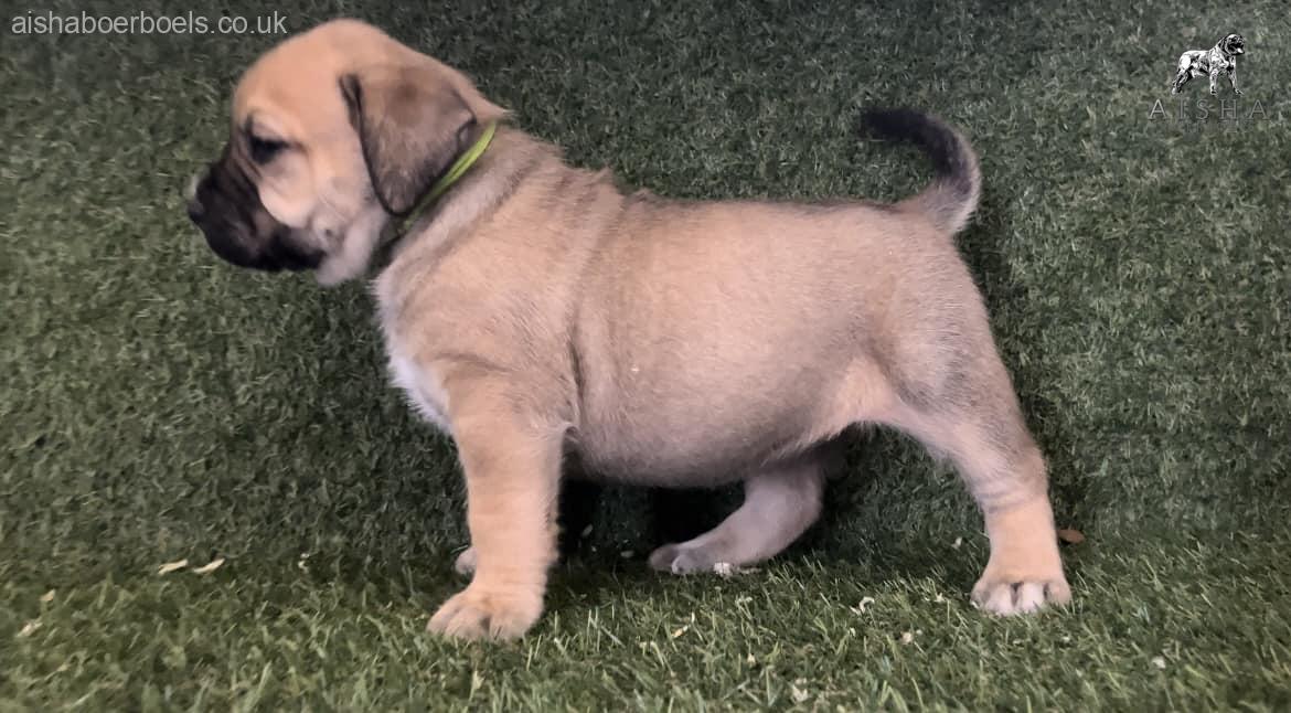 FOR SALE: 4 week old Female Boerboel Pup – Lime Collar