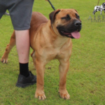 Mascot Millenium Indzhi (Ruby)