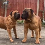 Mascot Millenium Indzhi (Ruby)