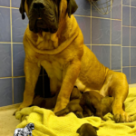 Mascot Millenium Indzhi (Ruby)