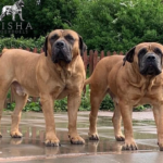 Mascot Millenium Indzhi (Ruby)