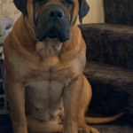 Mascot Millenium Indzhi (Ruby)