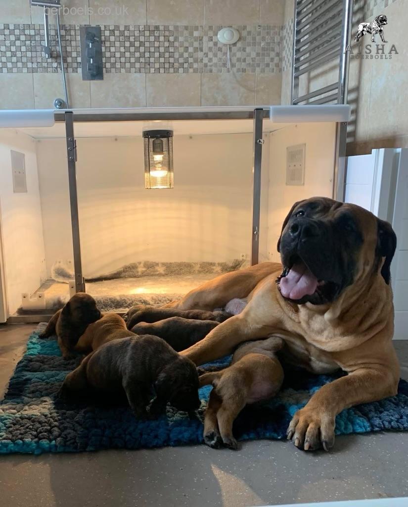 Mascot Millenium Indzhi (Ruby)