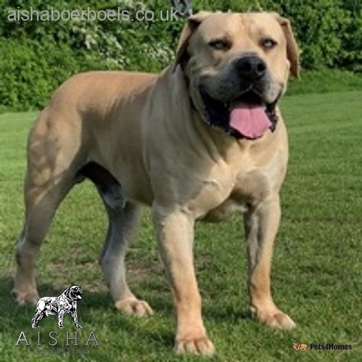 Son of top a gun boerboel