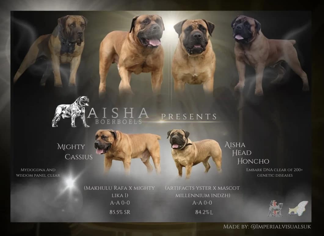 Mighty Cassius x Aisha Head Honcho (Farah) pups have arrived