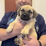 Lime collar female 7.5 weeks old