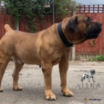 Mighty Cassius Mighty Cassius