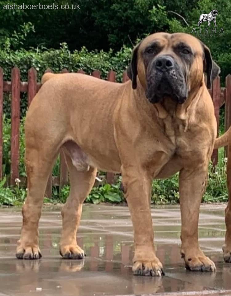 Cassius Achieves SABBS Stud Registration