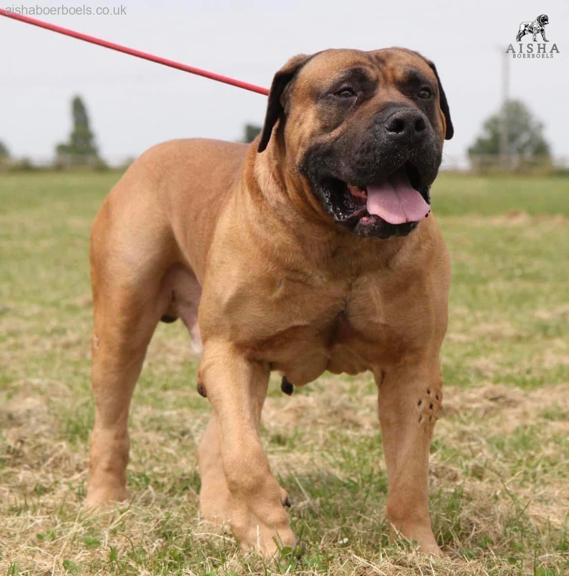 The Importance of growing a Boerboel slowly