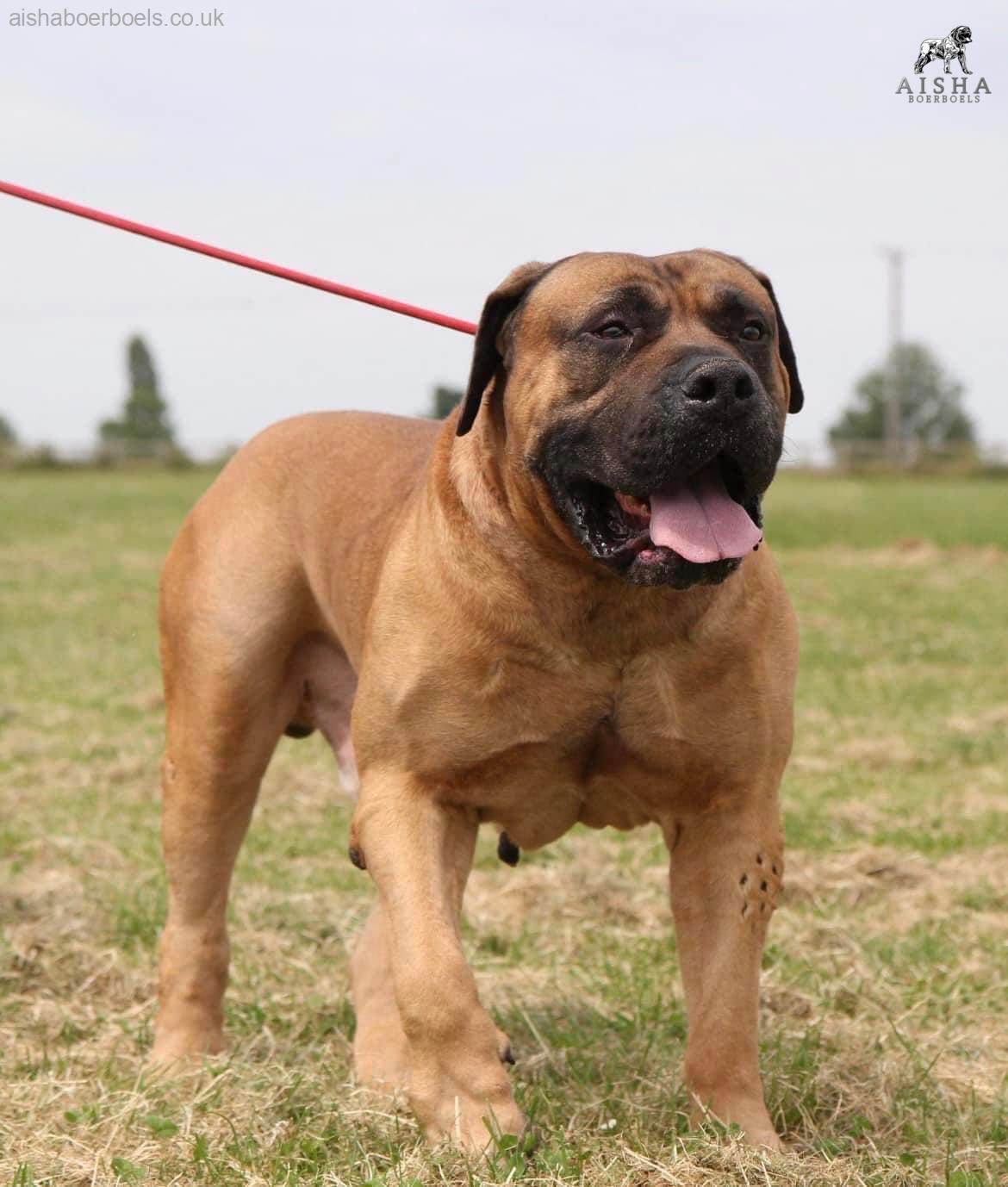 A Massive 8th Happy Birthday to Mighty Cassius