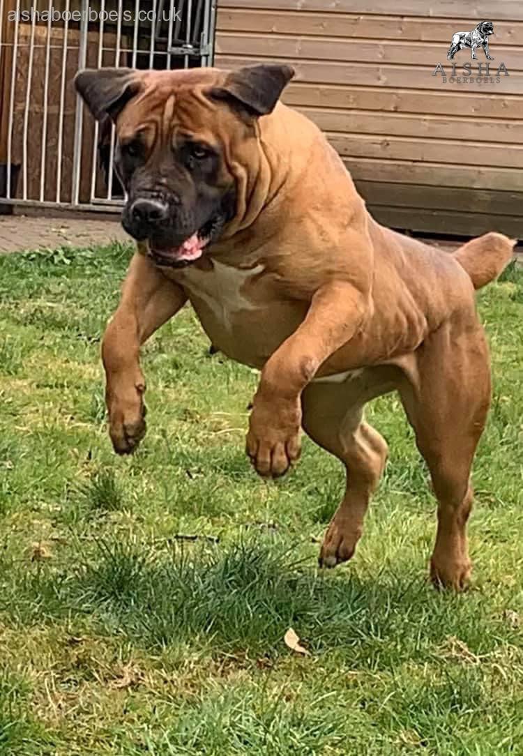 Happy 8th Birthday to Mighty Kima