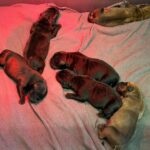 KS Nevaeh x Aisha El'Chaop puppies