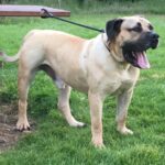 Nkosi Shaka Zulu (Shaka)