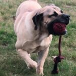 Nkosi Shaka Zulu (Shaka)