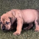 Orange Collar Female Boerboel pup For Sale 4 weeks old | Aisha Boerboels