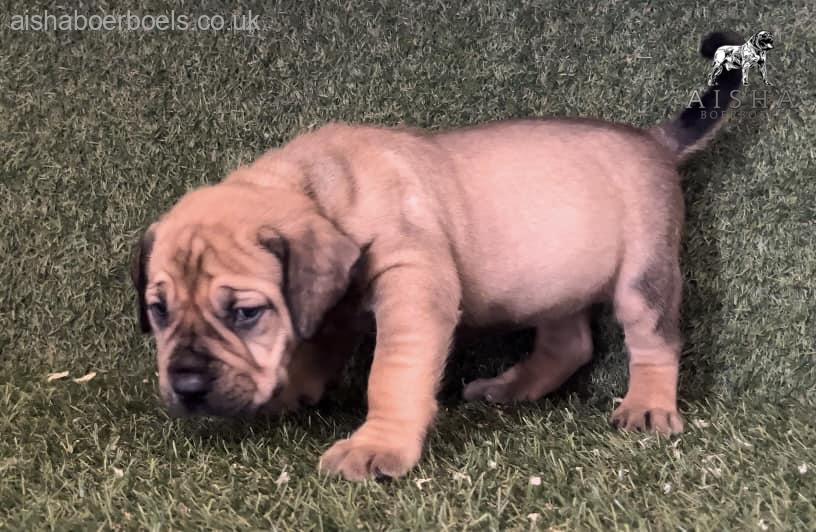 FOR SALE: 4 week old Female Boerboel Pup – Orange Collar