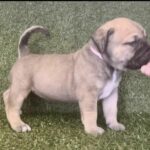Pink Collar Female Boerboel pup For Sale 4 weeks old | Aisha Boerboels