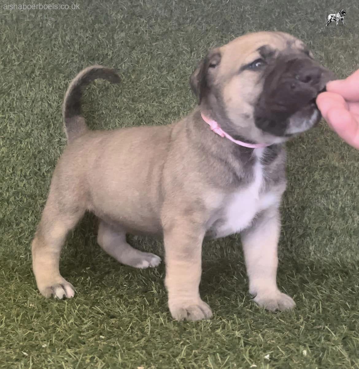 FOR SALE: 4 week old Female Boerboel Pup – Pink Collar