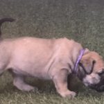 Purple Collar Female Boerboel pup For Sale 4 weeks old | Aisha Boerboels