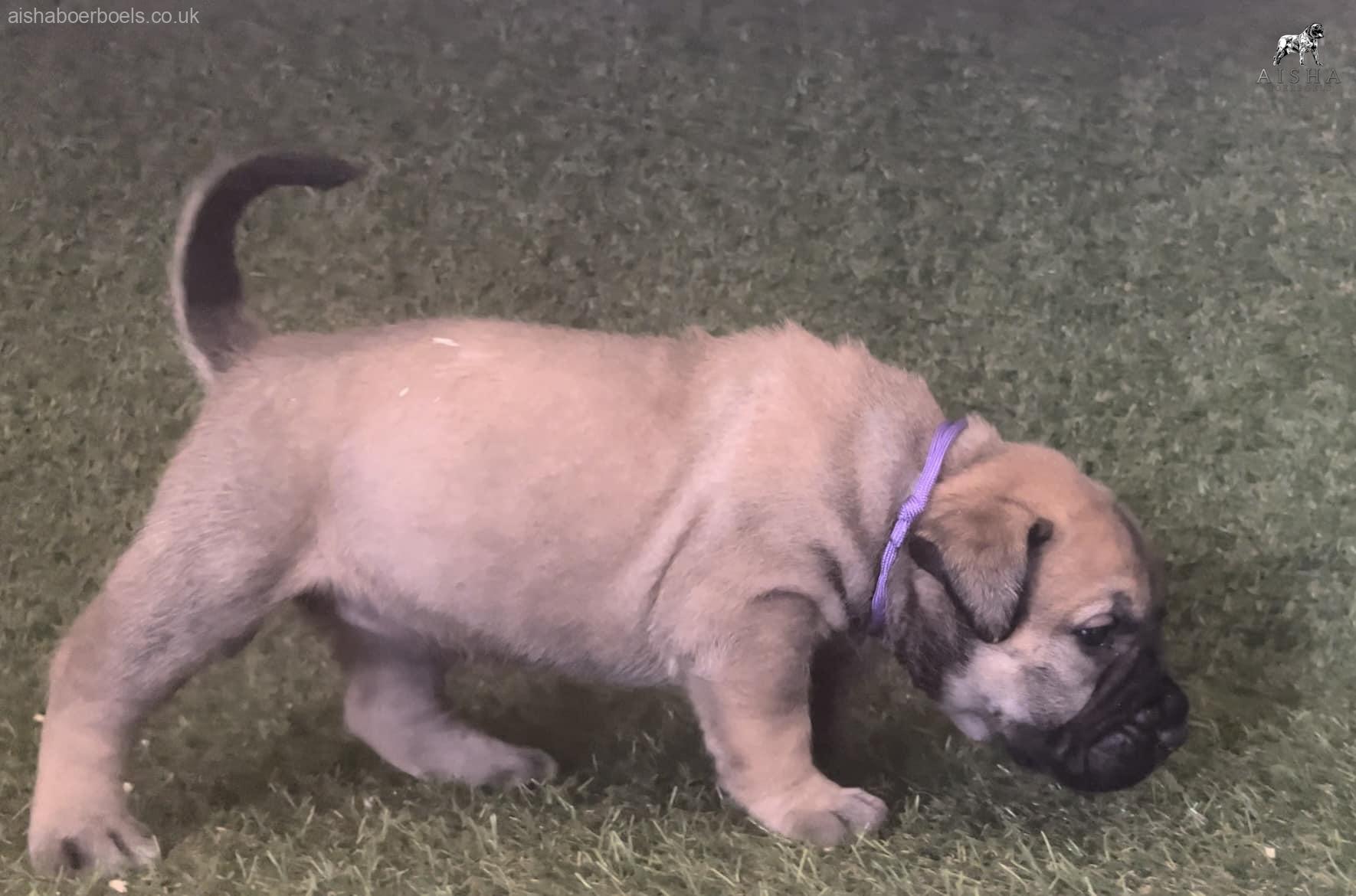 FOR SALE: 4 week old Female Boerboel Pup – Purple Collar