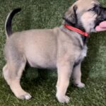 Red Collar Female Boerboel pup For Sale 4 weeks old | Aisha Boerboels