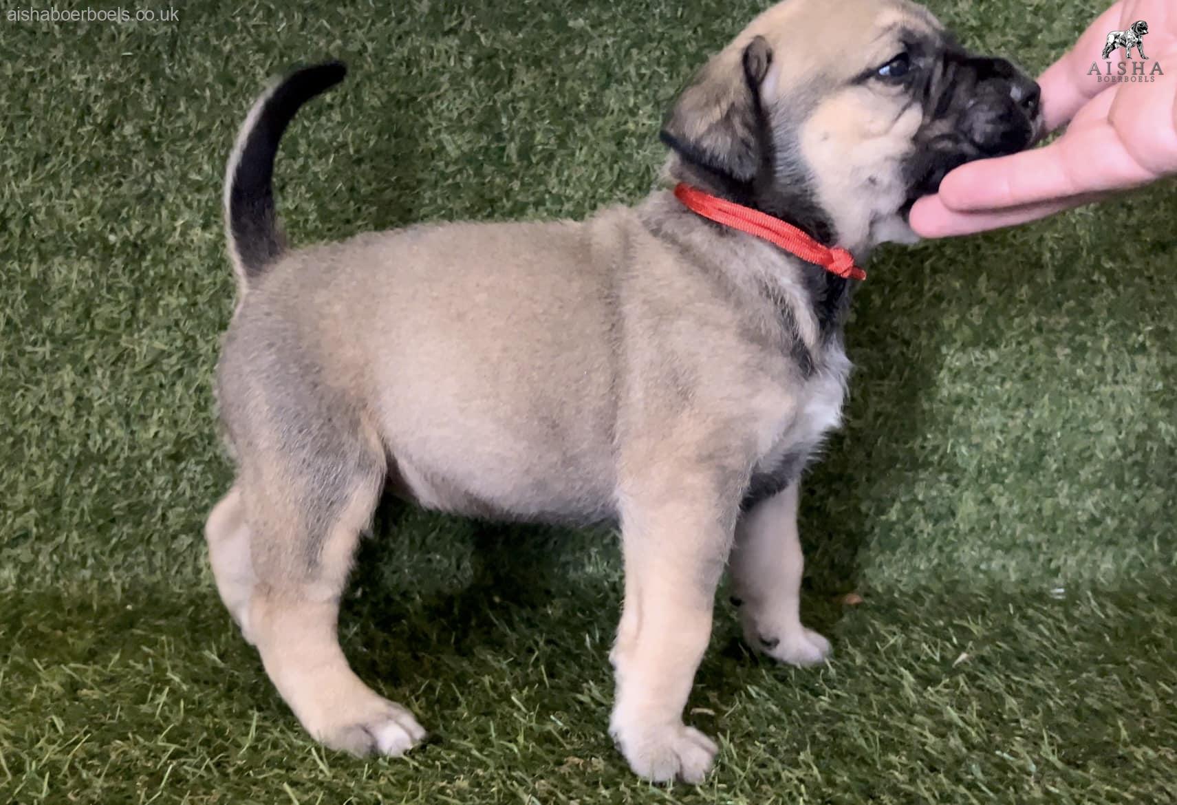 FOR SALE: 4 week old Female Boerboel Pup – Red Collar