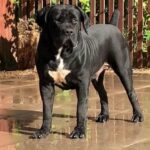 Aisha El'Capitan (Rico) X KS Nevaeh 2024