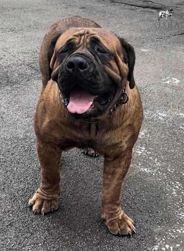 FOR SALE: Health Tested and Appraised Male Boerboel – Aisha El’Capitan (Rico)