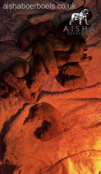 Yesterday we welcomed our Aisha El’Capitan (Rico) x Myrtle Jovi pups into the world