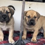 Hand delivering boerboel puppies to owners